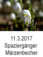 TN 2017 03 11 Spaziergaenger Maerzenbecher 0