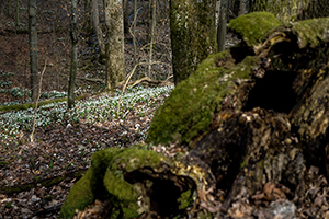TN 2017 03 11 Marzenbecher Feld 01