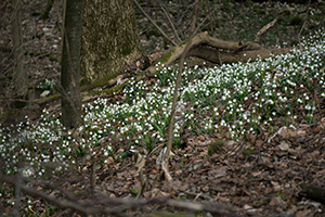 TN 2017 03 11 Marzenbecher Feld 02