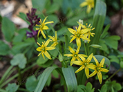TN 2017 03 25 Lillach Blumen 1
