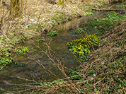 TN 2017 03 25 Lillach Oberlauf