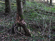 TN 2017 03 25 Lillach Rueckweg 2