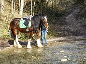 TN 2017 03 25 Lillach Seepferdchen