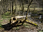 TN 2017 03 25 Lillach Sinterstufen 6