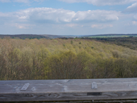 TN 2017 04 29 Spaziergaenger Baumwipfel 8